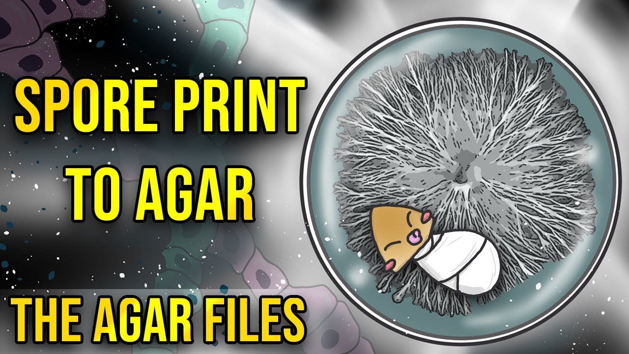 Файлы Agar Files - Отпечаток споры на агаре (Введение в агар)