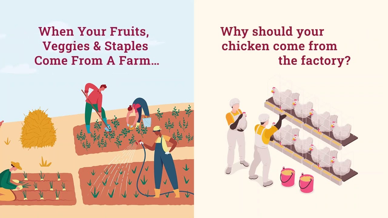 Guide to Choosing the Right Country Chicken | Farm-Fresh or Factory-Raised? 🤔 | Country Chicken Co.