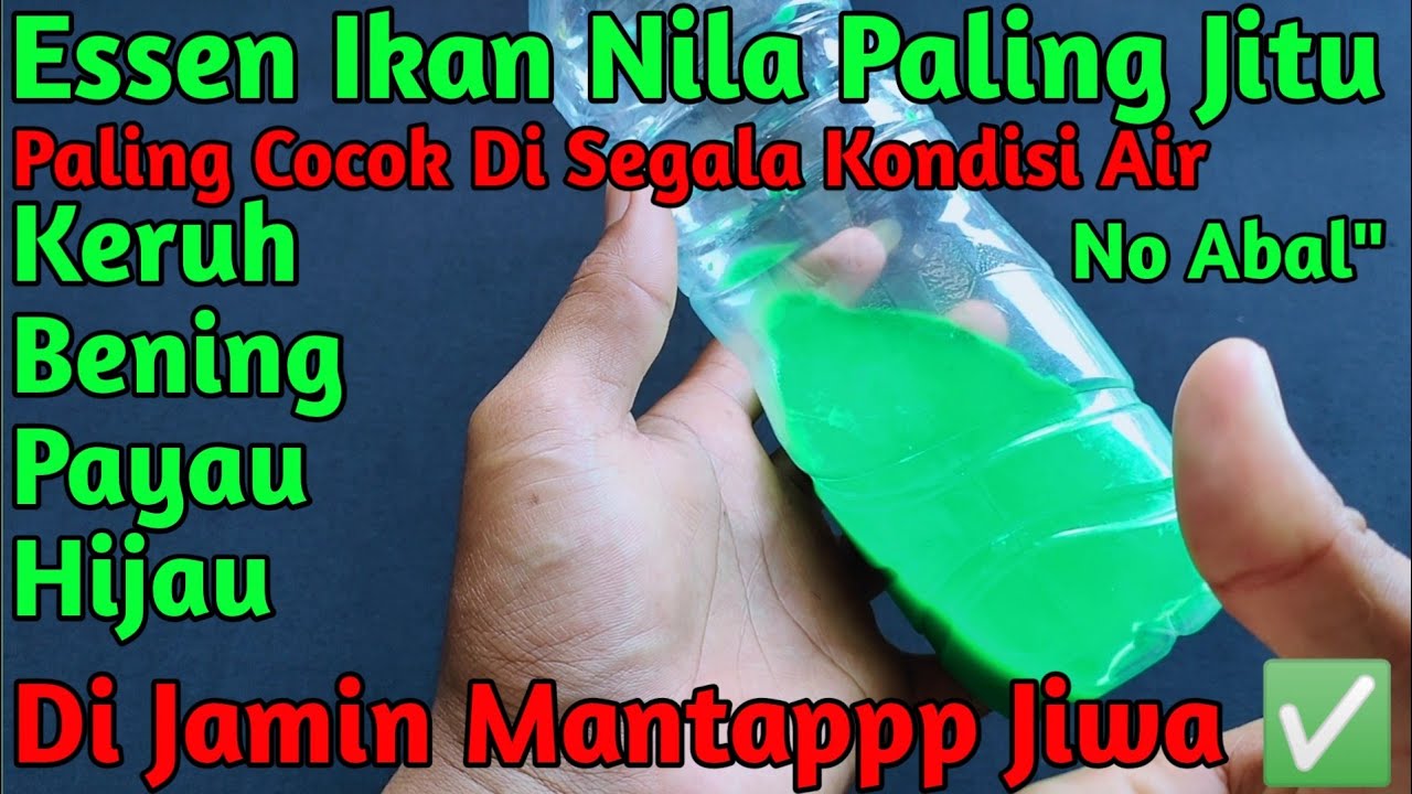 Cara Membuat Essen Ikan Nila Liar/Mujair Paling Jitu & Paling Ampuh Untuk Media Umpan Lumut
