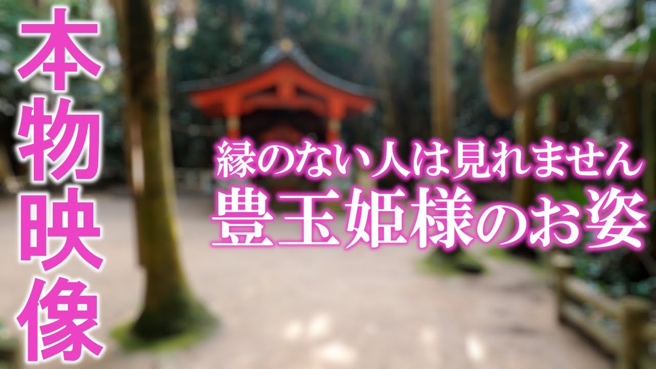 ⚠️神回※もし逃したら二度とありません※豊玉姫様が降臨しました｜夜明けの青島神社遠隔参拝205