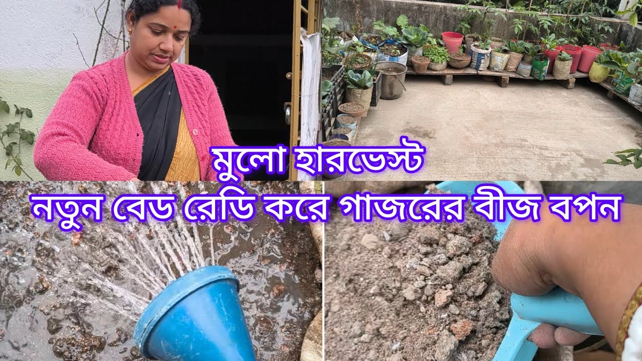 ছাদ বাগানের টুকটাক বিভিন্ন রকমের কাজ সেরে নিলাম #gardening #garden 
