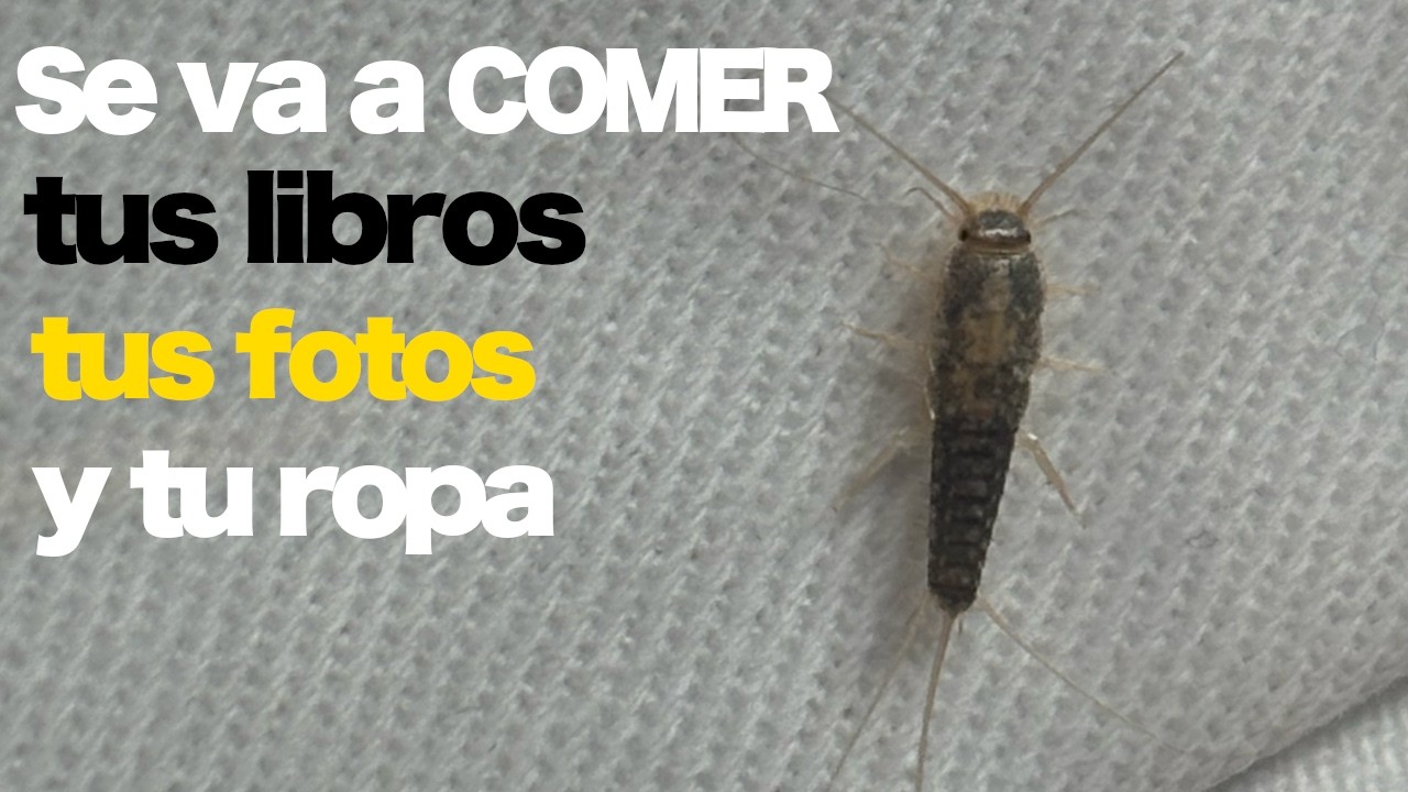 ¡Lepisma saccharina! El pececillo de plata, ese bicho que aparece en tu baño y PORQUE eliminarlo 🚿