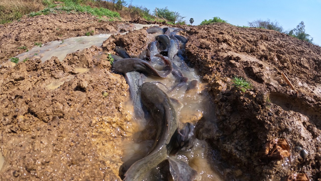 Top Video Skills Fishing - catch a lot of fish in running water and pick eggs in rice field by hand
