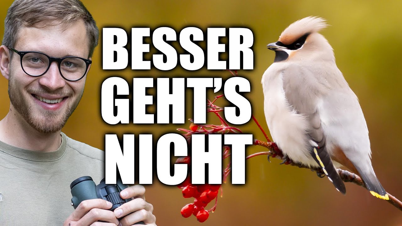 Seidenschwänze - meine beste Beobachtung 2023