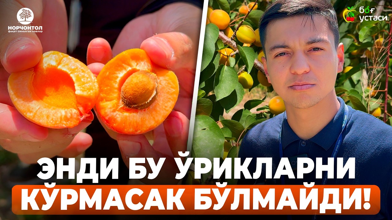 ЯНГИ ЎРИК НАВЛАРИМИЗ СИНОВДАН ЎТДИ! | Ш.АБРОРОВ #shuhratabrorov