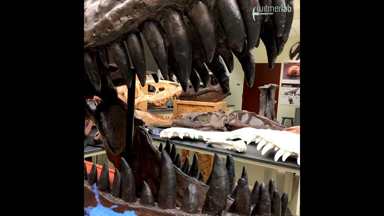 Random Act of Anatomy – WitmerLab's 