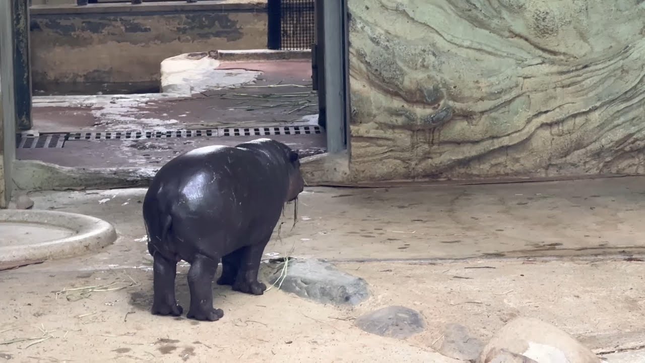 ママがいなくなった！どうするコブシくん【‎2025年‎5月9日】【上野動物園】コビトカバ