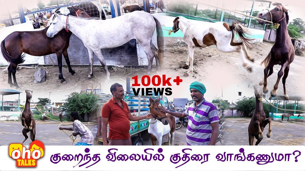 குறைந்த விலையில் குதிரை வாங்கணுமா ? | மணப்பாறை வாங்க | HORSE MARKET MANAPPARAI