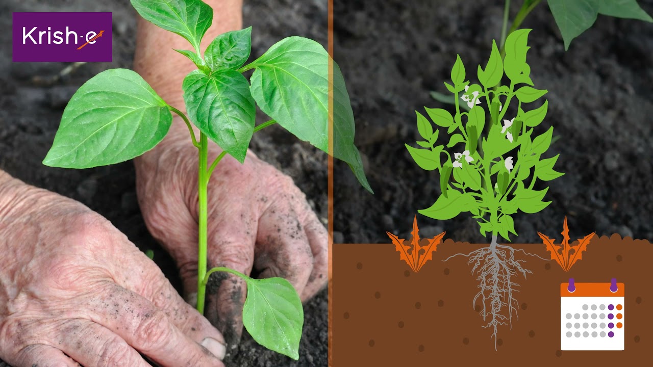ಮೆಣಸಿನ ಬೆಳೆಯಲ್ಲಿ ಕಳೆ ನಿಯಂತ್ರಣ | Weed Control in Chilli Crop