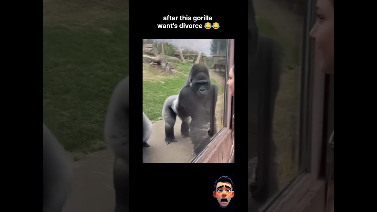 after that gorilla want divorce 😂!!
