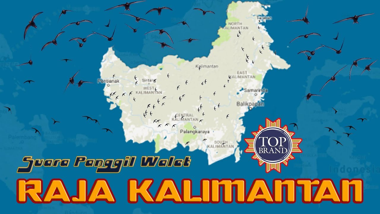Suara Walet PANGGIL RAJA KALIMANTAN Rajanya Suara Respon Walet Ternama