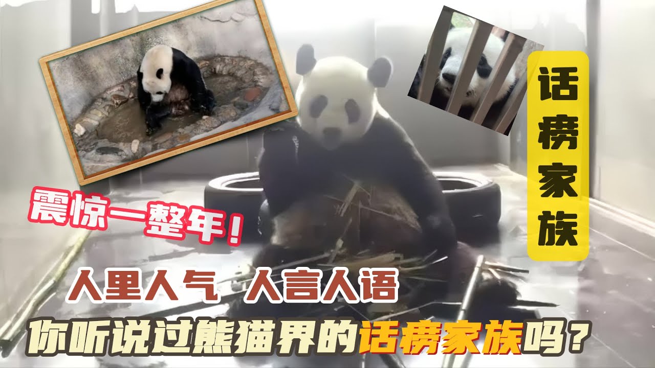 熊猫会讲话？你听说过熊猫界的话痨家族吗？熊猫金虎话痨家族基因到底有多强大，已经开始人言人语了，再进化就要996了  金虎 初心 闽闽 灵岩