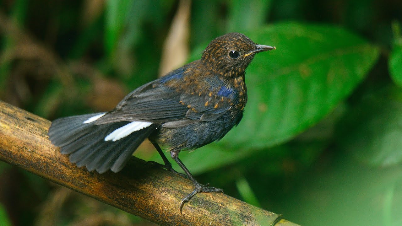 White-tailed Robin