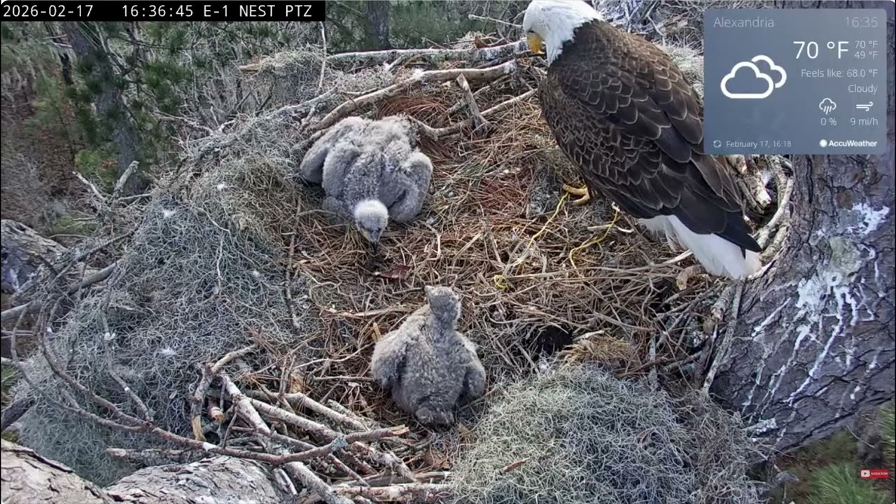 Kisatchie National Forest E 1 Nest Cam, Louis II and Anna II