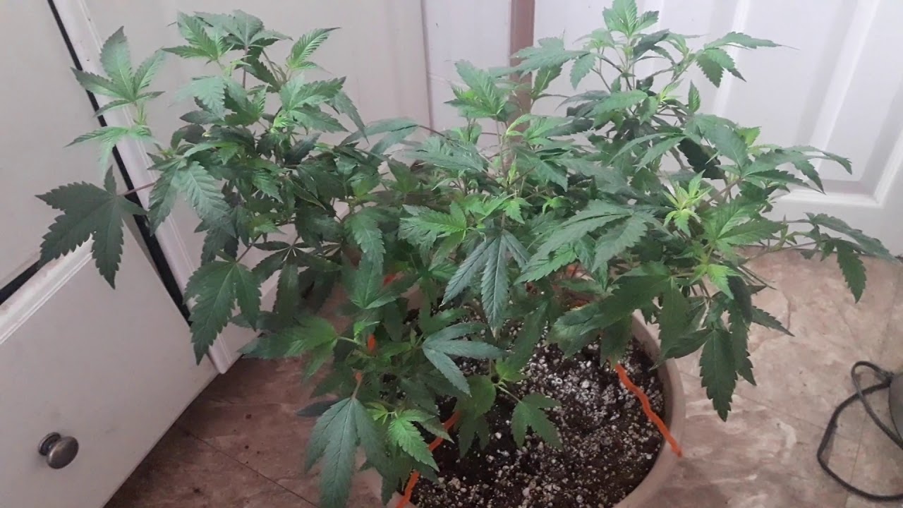 Gorilla Bomb Bomb Seeds
