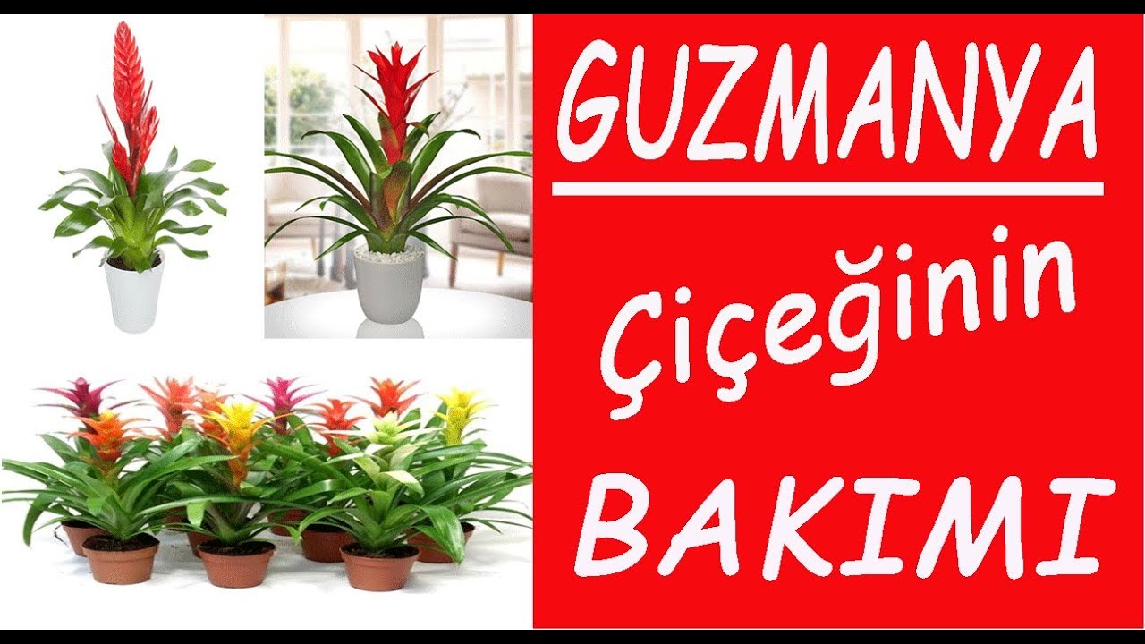 Guzmanya çiçeği bakımı ve sulanması, Guzmania flower care and watering
