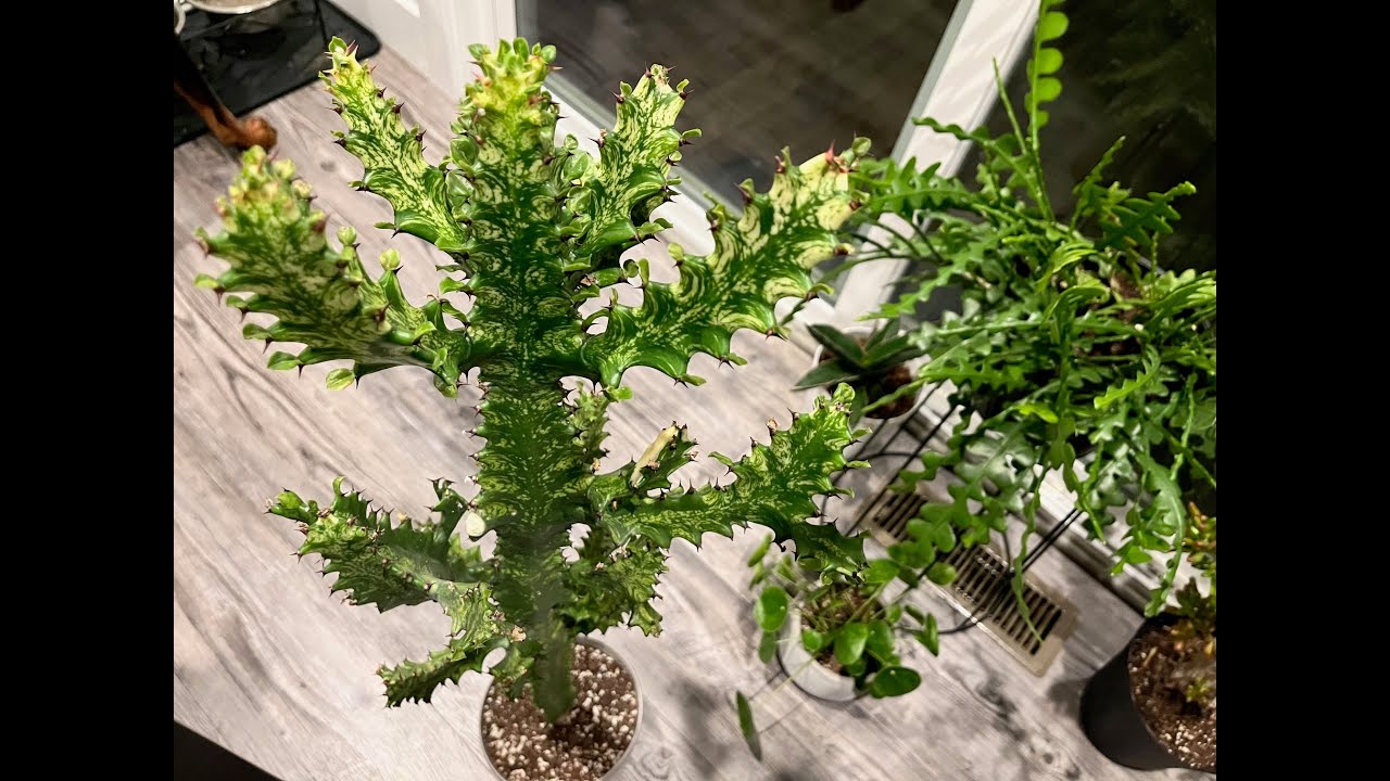Damaged Euphorbia, How to Take Euphorbia Cuttings and Unexpected Gift from my Compost Pile