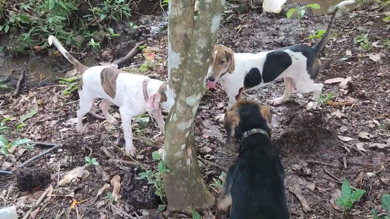 Reales perros de casería : bongo ,Sasha y Prince .