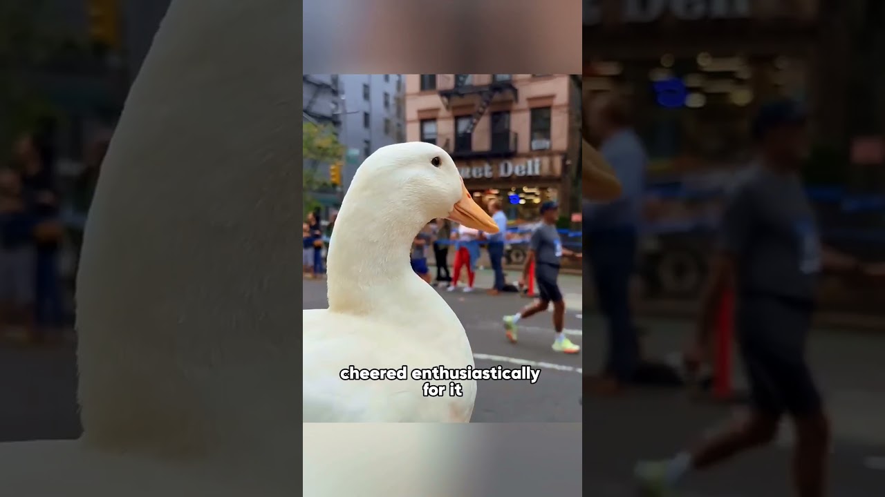 Ducks in a marathon. #foryou #cat #shorts