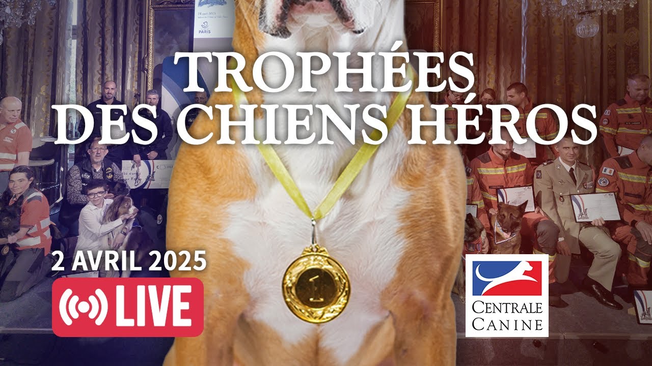 TROPHÉES DES CHIENS HEROS DE LA CENTRALE CANINE - La cérémonie du 2 avril 2025 en direct