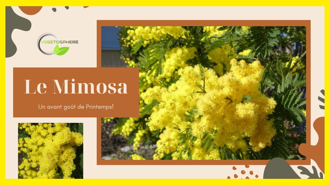 Le Mimosa au nord de la Loire.#mimosa #mimosas #acacia #vegetosphere  #patrickmakowka