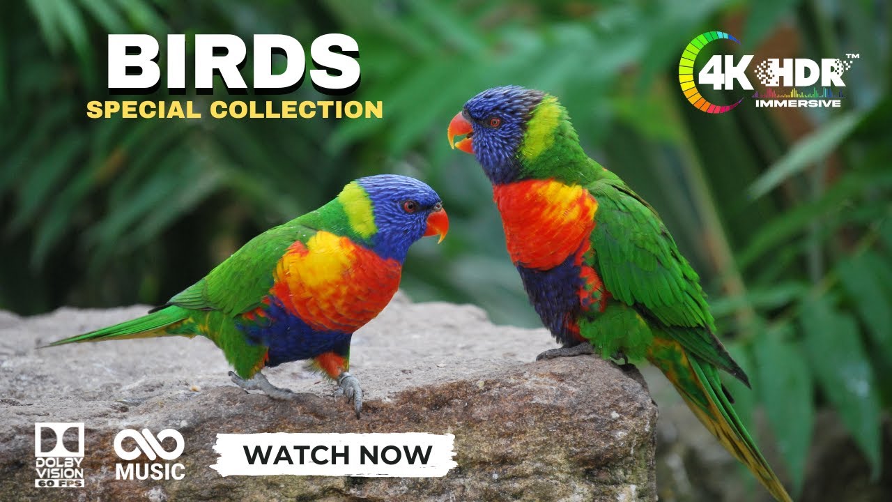 The world of birds in 4k ultra hd | colorful and beautiful bird Special Collection