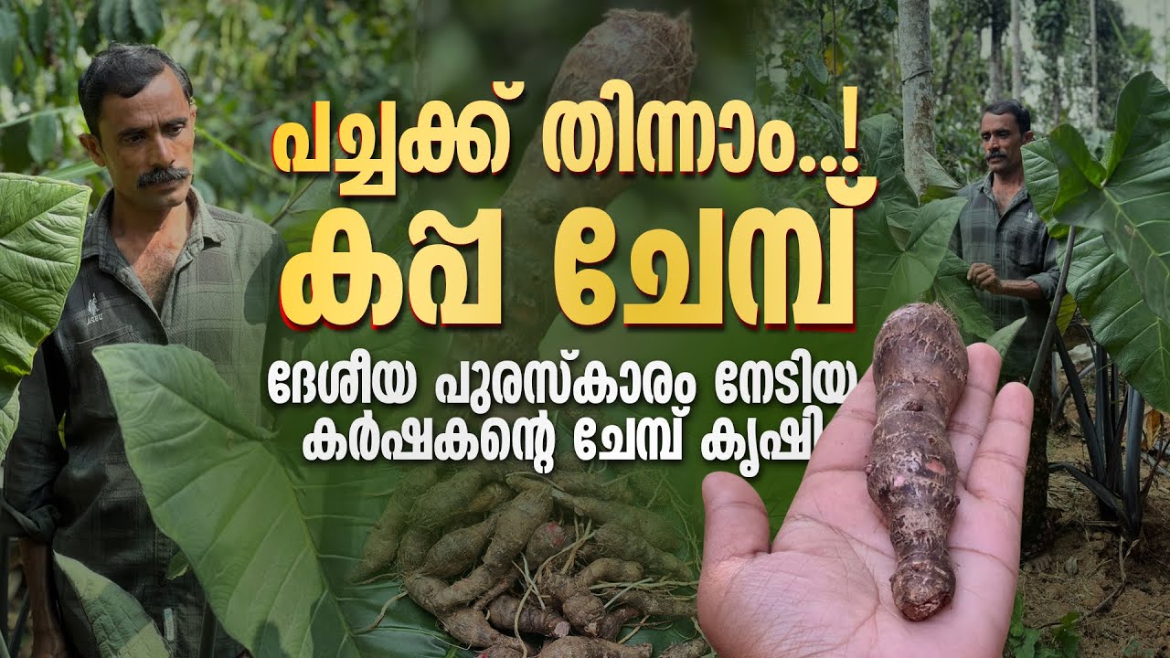 പച്ചക്ക് തിന്നാം..! | കപ്പ ചേമ്പ് ദേശീയ പുരസ്‌കാരം നേടിയ കർഷകന്റെ ചേമ്പ് കൃഷി | colocasia farming |