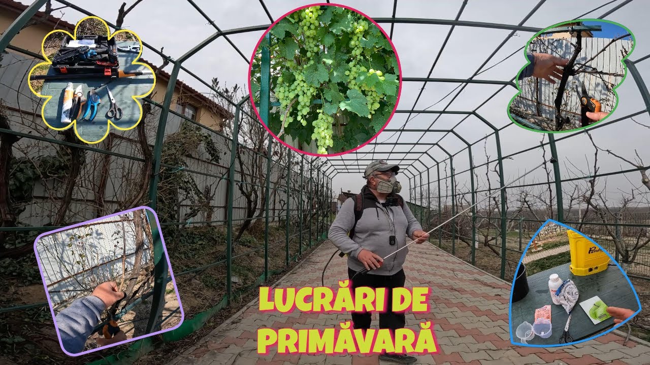 TĂIEREA VIȚEI DE VIE CULTIVATĂ PE BOLTĂ ȘI PRIMUL TRATAMENT PE CARE ÎL FAC PRIMĂVARA