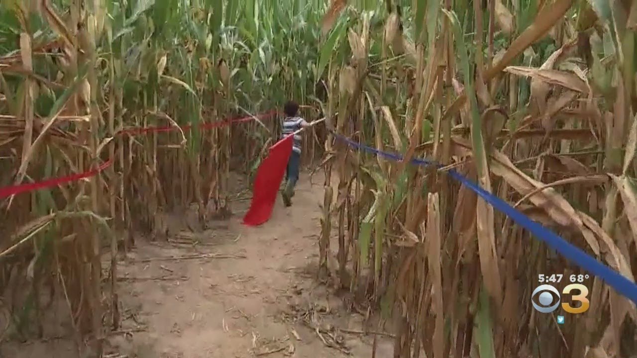 Howell Living History Farm Offers Longest-Running Corn Maze In New Jersey