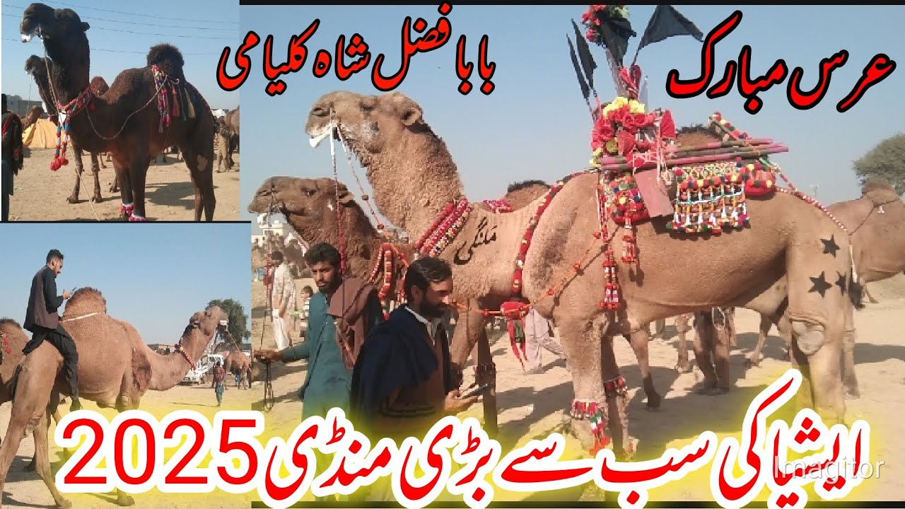 baba fazal shah kalyami camel mandi/camel for sale /January 9, 2025