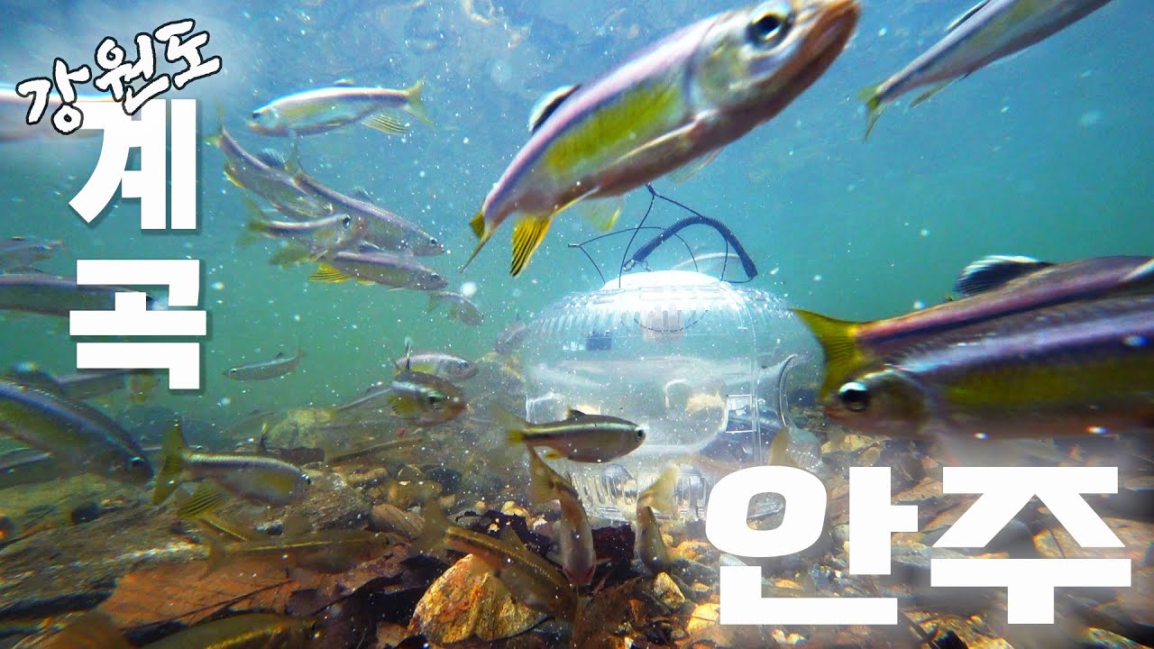 [2022 여름] 강원도 계곡 피서 🎒놀면서 고기도 잡고 요리까지! 🐟🍴#계곡피서 #민물고기잡기 #셔터놈