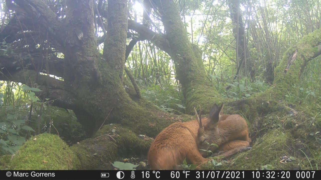 Wildcamera Strex filmt reebok die een dutje komt doen voor de camera Rundvoort Oelegem 31 juli 2021
