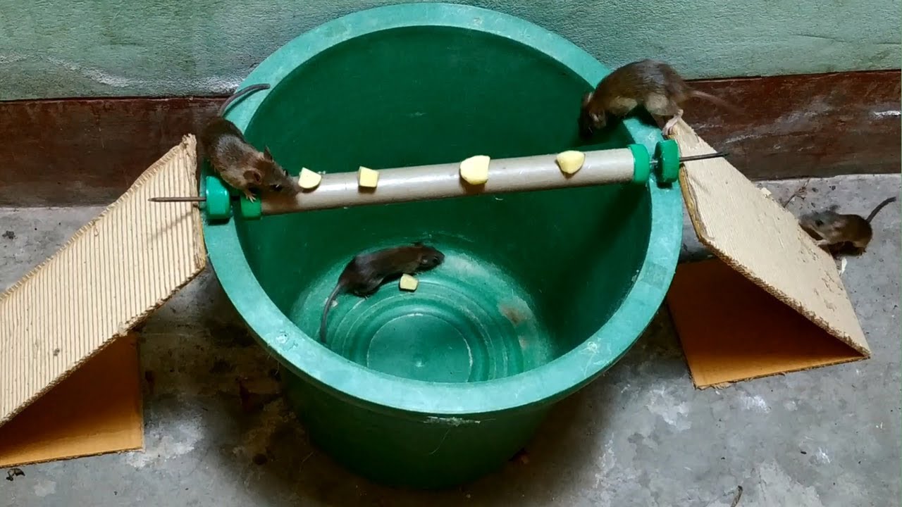 The Rolling Log Mouse Trap In Action | bucket mouse trap using pvc pipe | Stupid Mouse Trap