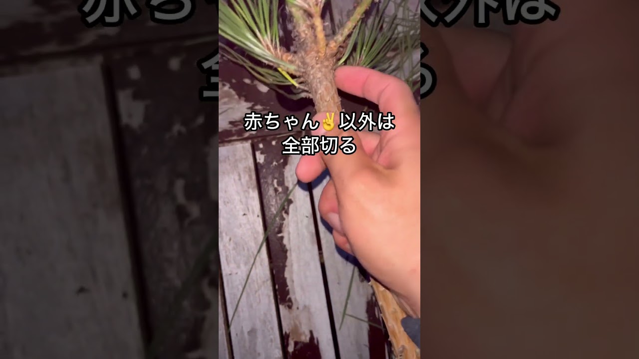 初心者必見！1分で覚える松の剪定　#剪定 #ガーデニング #howto