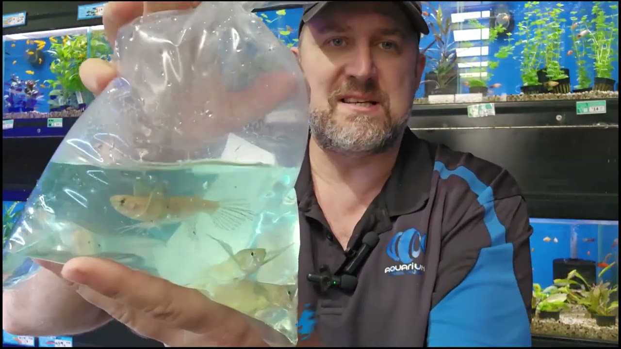 Aquarium Central Unboxing Video August 25th, Halfbeaks, tricolour orandas, guppies & much more!