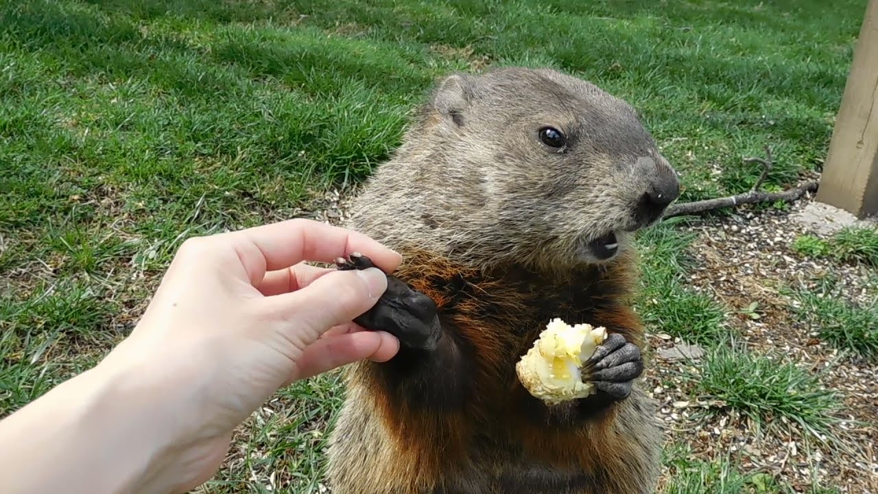 2021-2 Woodchuck, let's show everybody your paws!