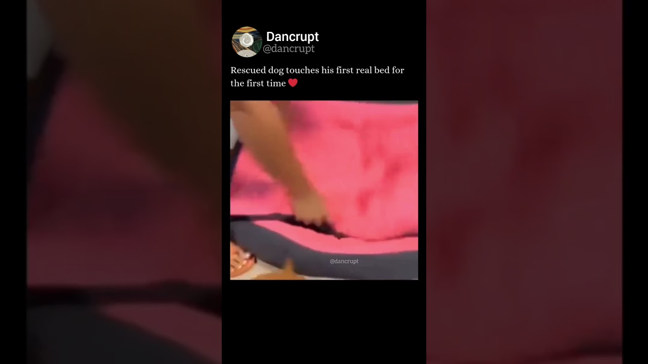Rescued dog got his first bed 🥺❤️‍🩹