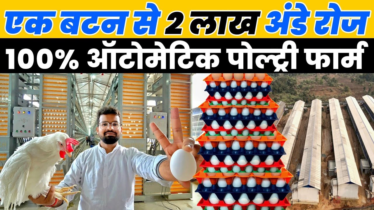 शानदार अंडा फैक्ट्री 2 लाख अंडा रोज | Biggest Automatic Poultry farm