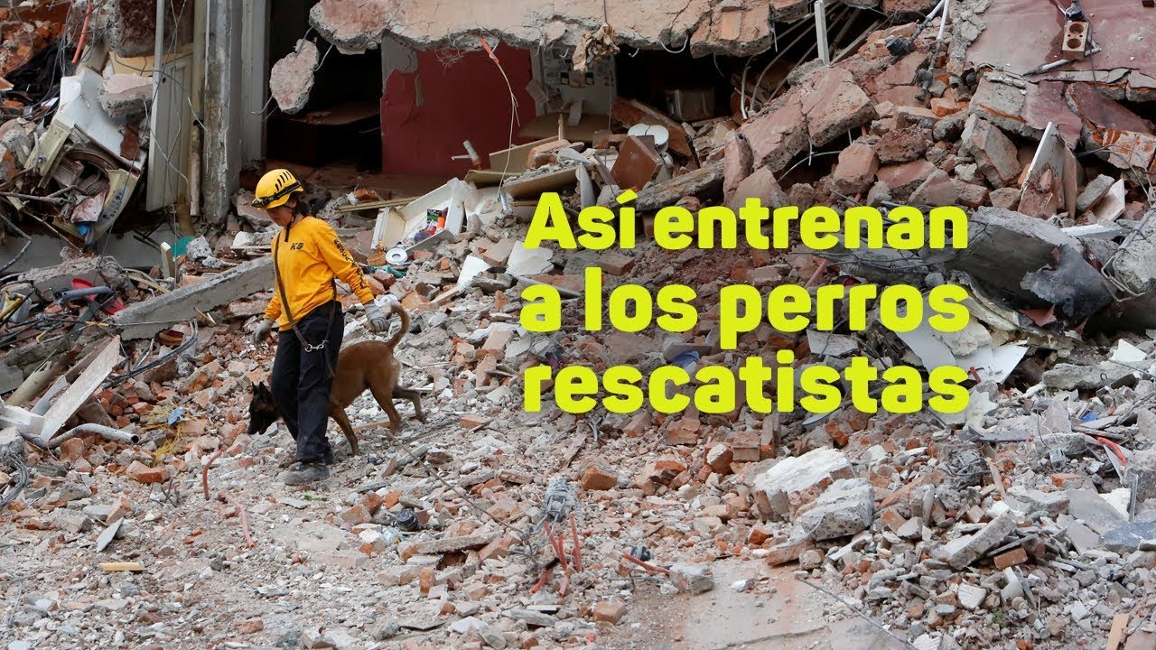 Así entrenan a los perros rescatistas