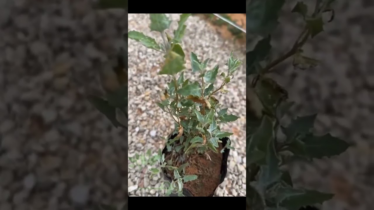 كيف نبدأ مشروع زراعي مُربح وسريع بدون أي خسائر بإذن الله 🌿🍀🌷