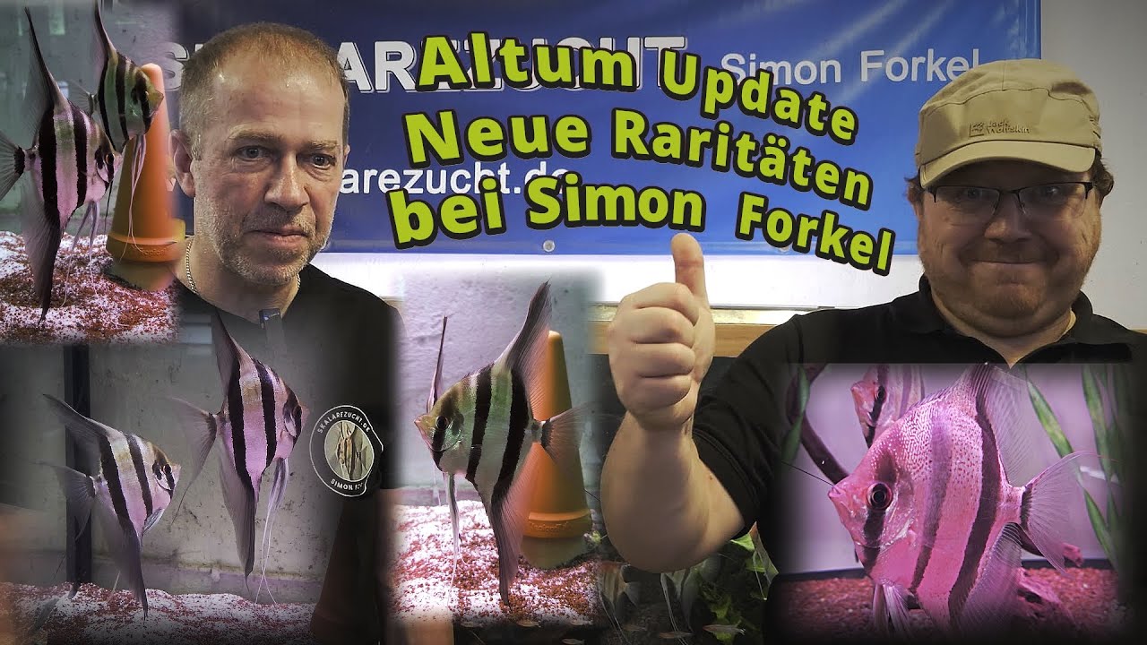 Altum Skalare Update – Neue Varianten: Haltung, Zucht & Experten-Tipps