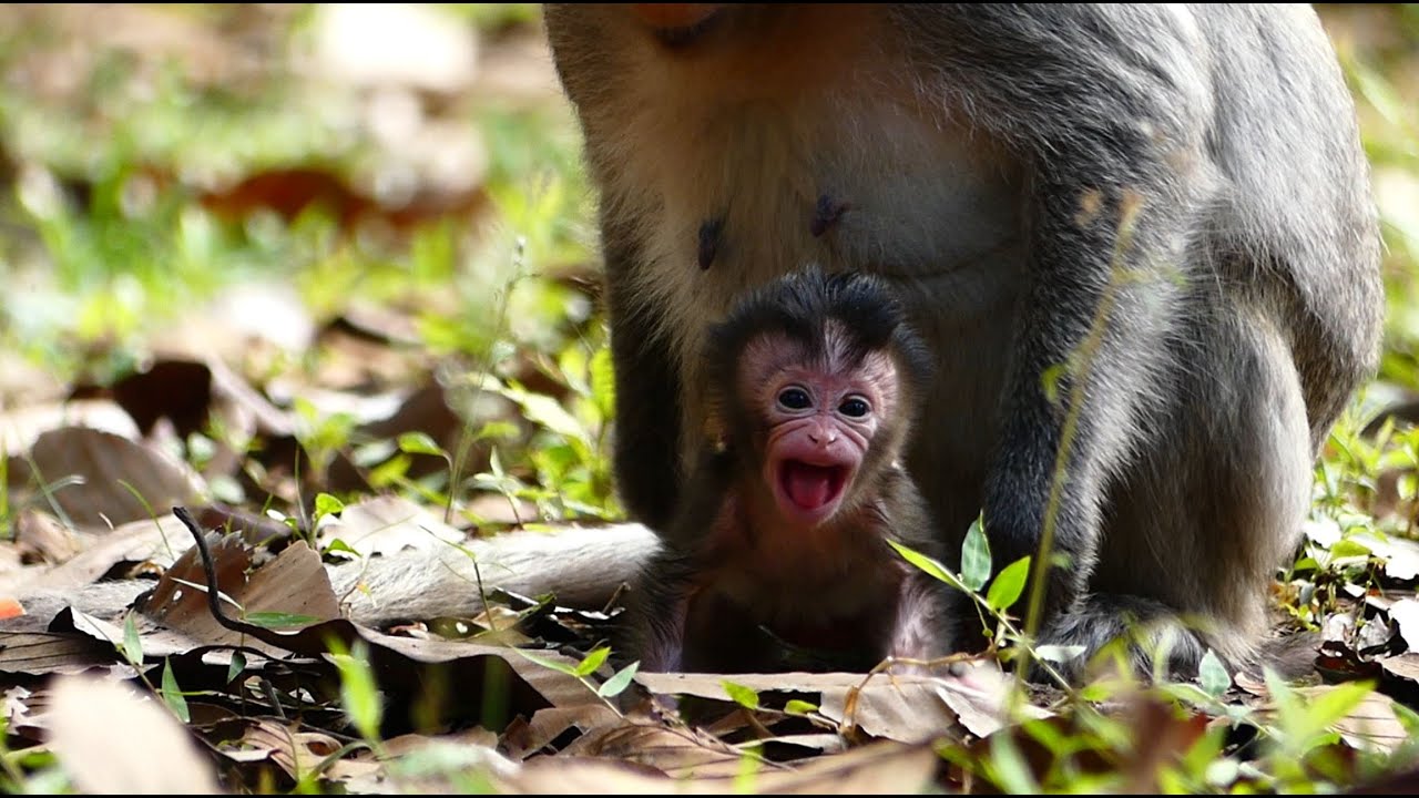Oh God! BB Monkey Aria Yelling Angry Mom Put Her Down. BB Monkey Aria Spoiled Make Sound Drama.