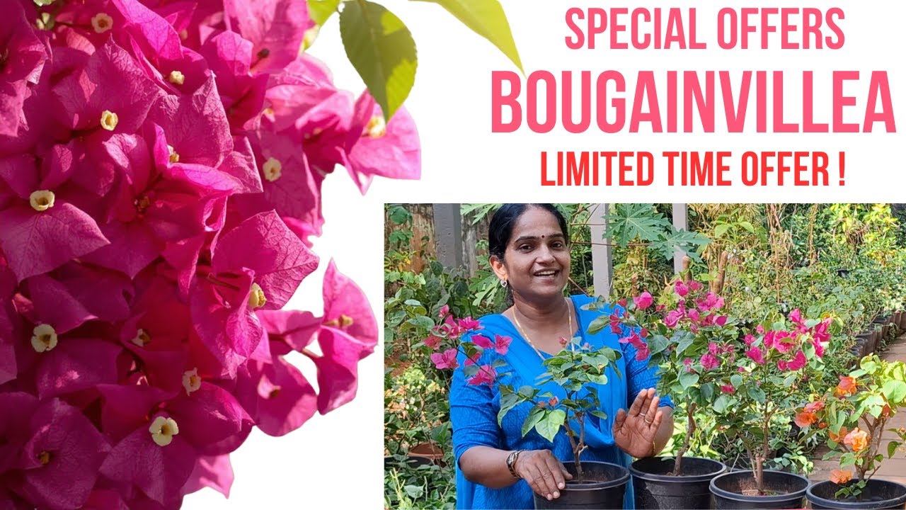 BOUGAINVILLEA FRESH സ്റ്റോക്കുകൾ എത്തി 🌺🌸🍀🍃 II MALAYALAM VLOG 173