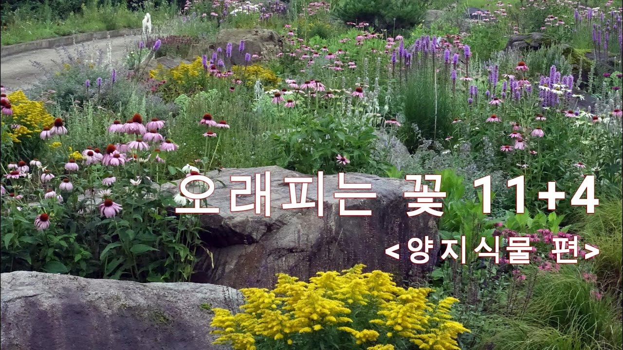 양지에서 오래 피는 꽃 11 종류와 4종류의 극강 건조 식물들 _양지식물 편