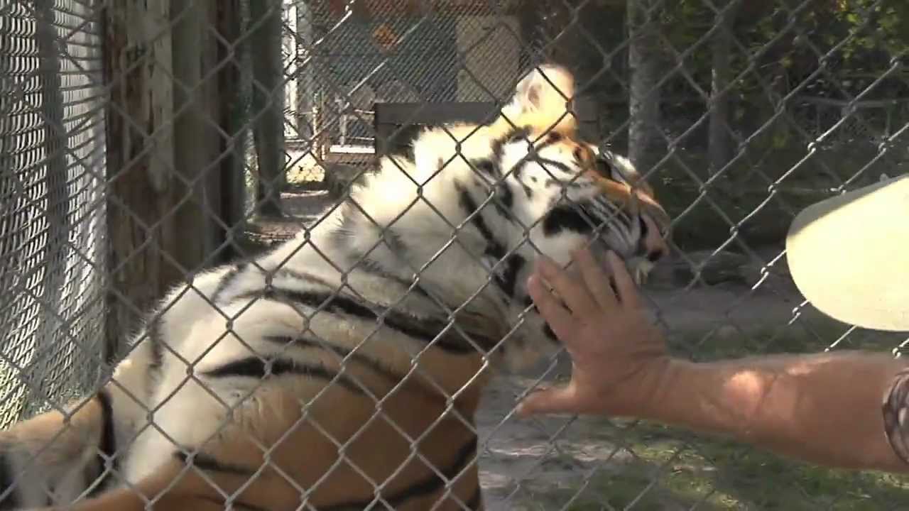 McCarthy's Wildlife Sanctuary Documentary