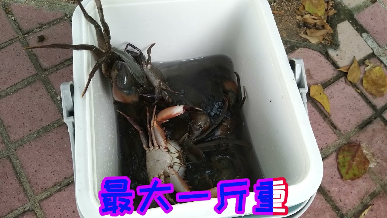 突發！！青衣碼頭出現過千隻蟹？任你捕捉！！！ 記得睇埋下集！
