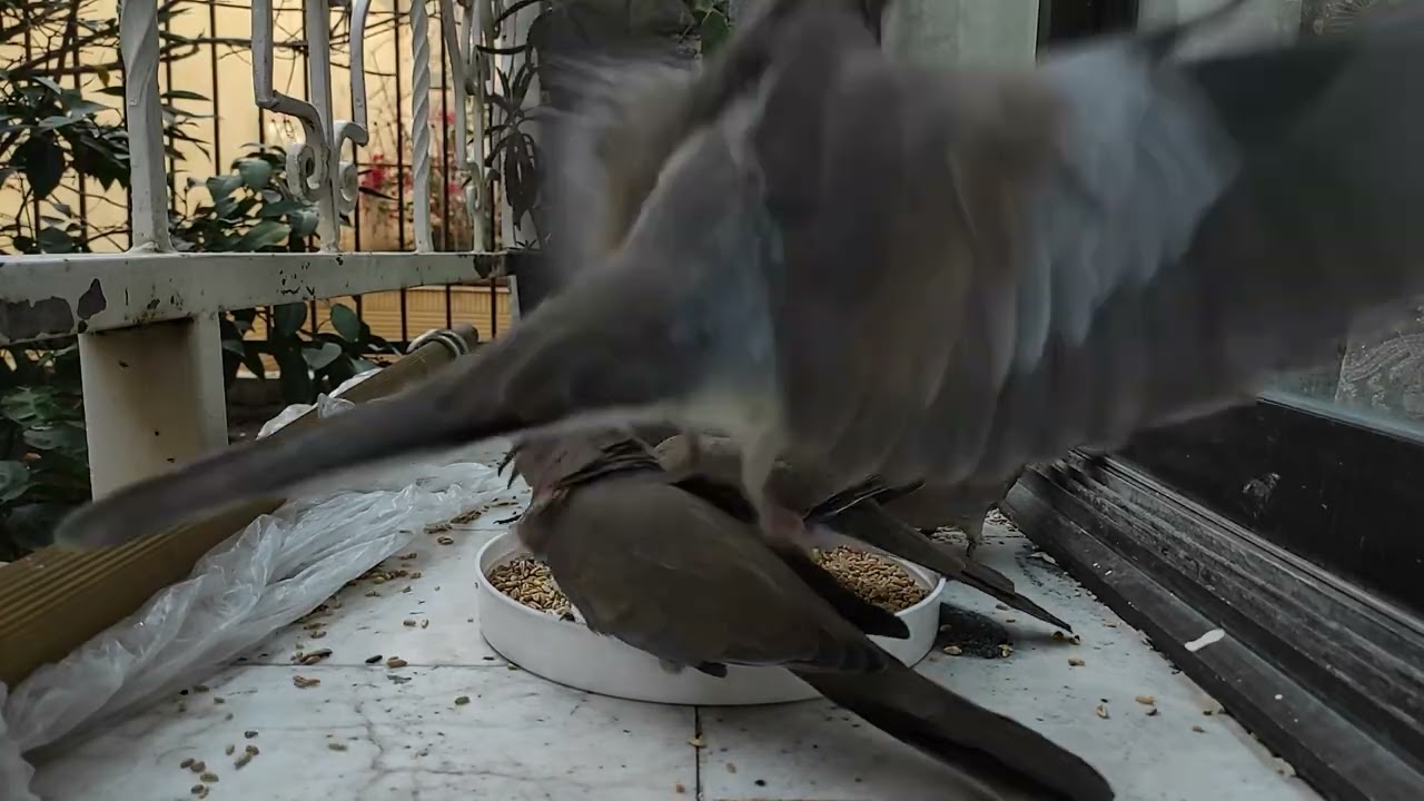 They Were Starving Until I Did This... 🥺🦜