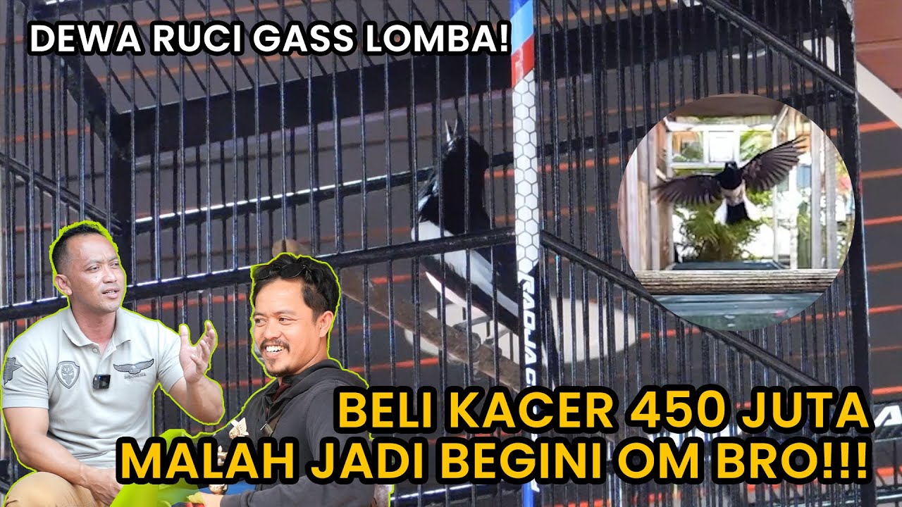 Mr.Prio Akan Kawal Langsung Kacer Dewa Ruci Kegantangan....... Kacer Mania : Mari Kita Gasssss!!!!