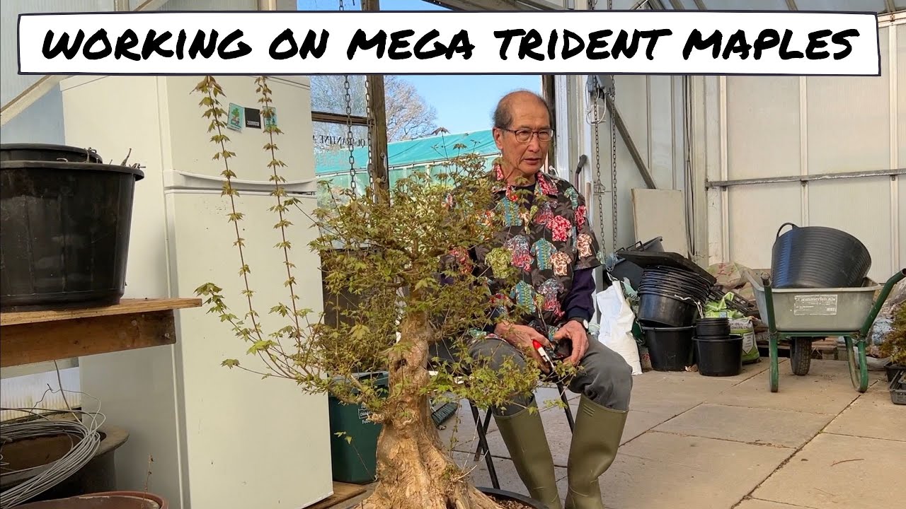 Working in Mega Trident Maple Bonsai
