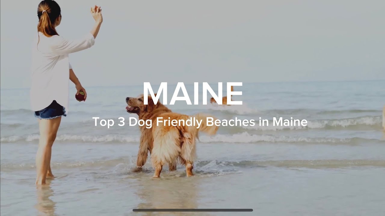 Top 3 Dog Friendly Beaches in Maine